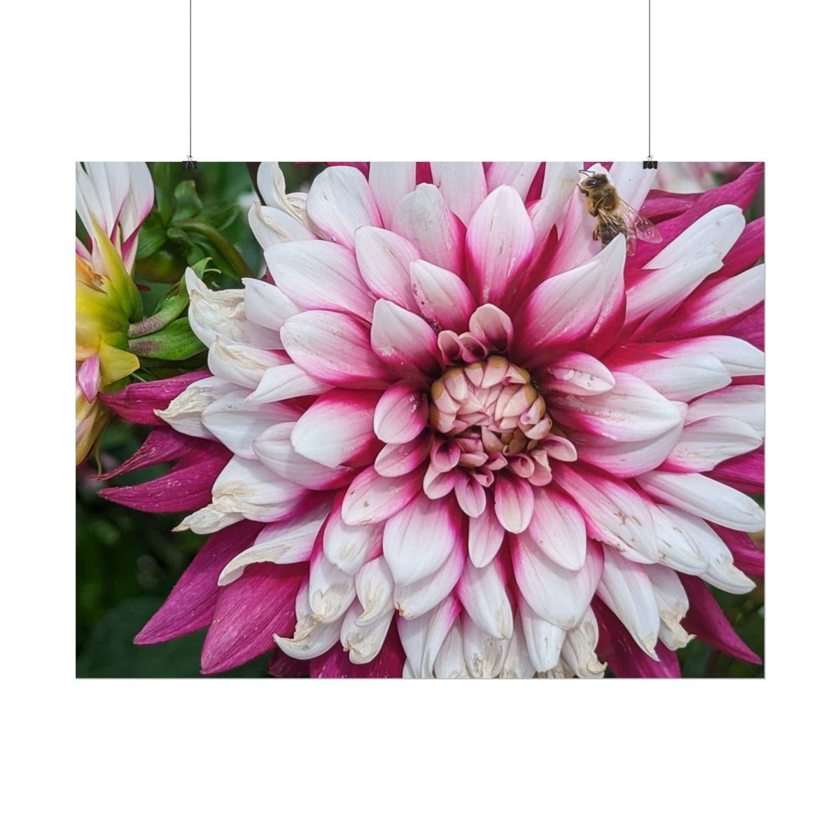 Dahlia Botanical Rolled Poster — Pink & White Floral Wall Art