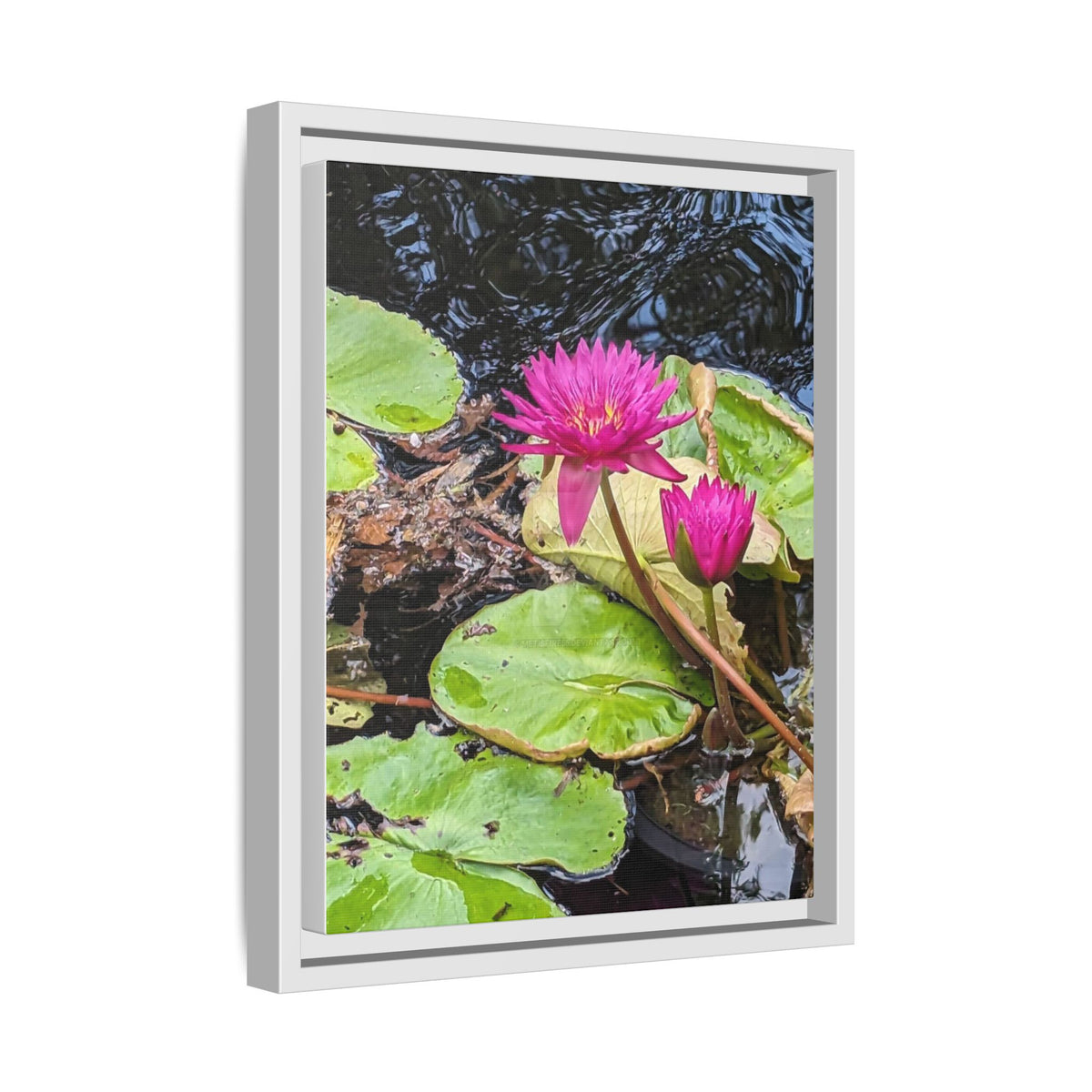 Pink Water Lily Matte Canvas Print (Framed)