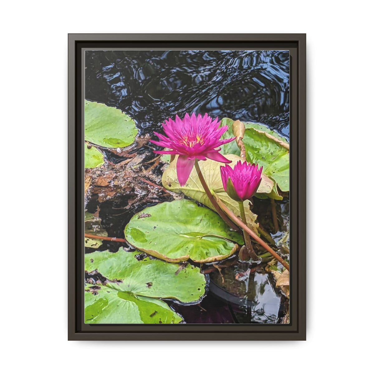 Pink Water Lily Matte Canvas Print (Framed)