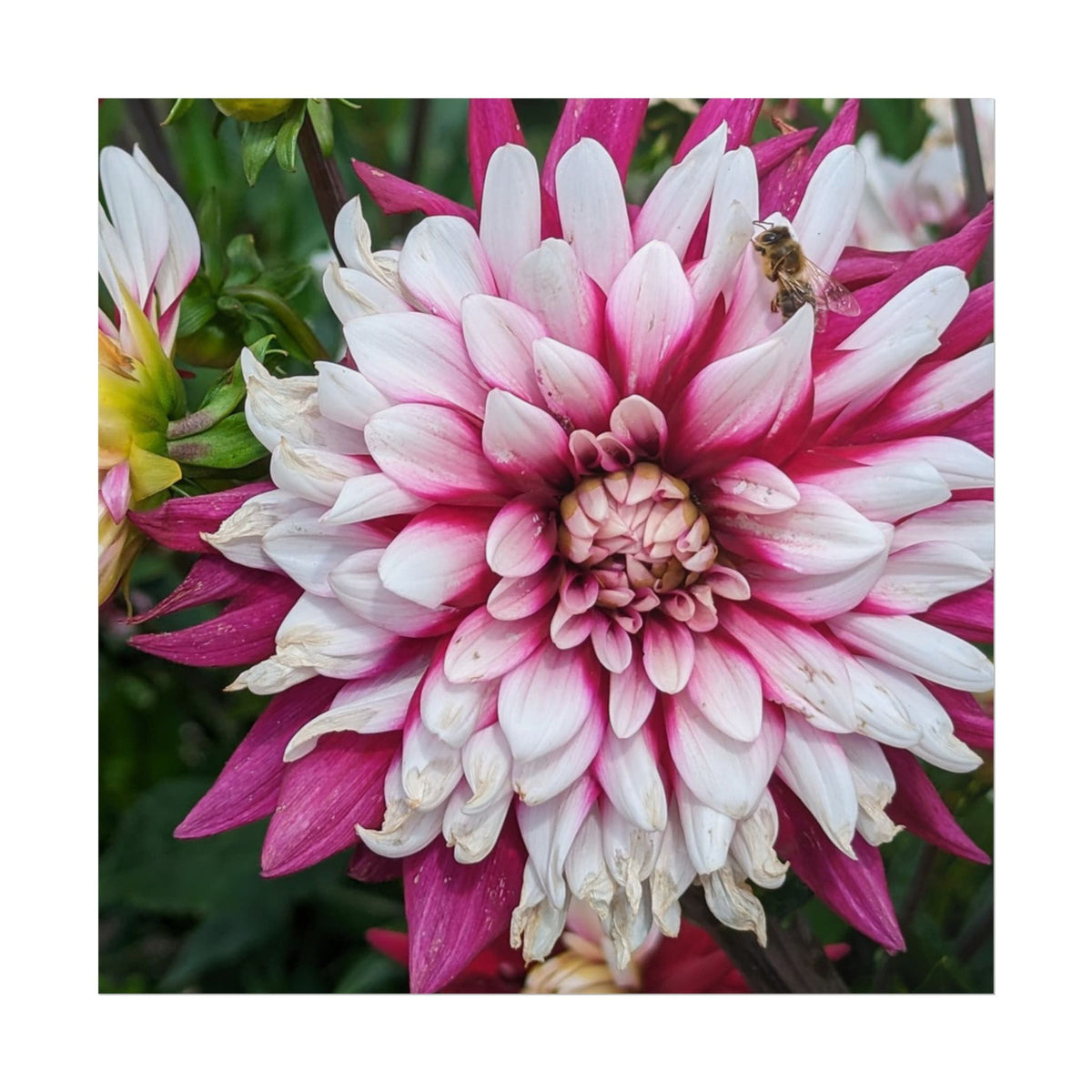 Dahlia Botanical Rolled Poster — Pink & White Floral Wall Art