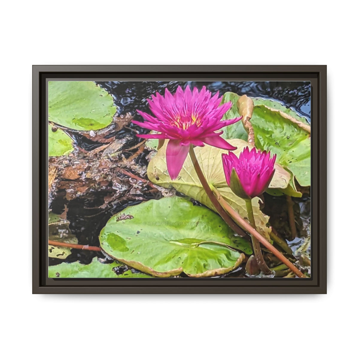 Pink Water Lily Matte Canvas Print (Framed)