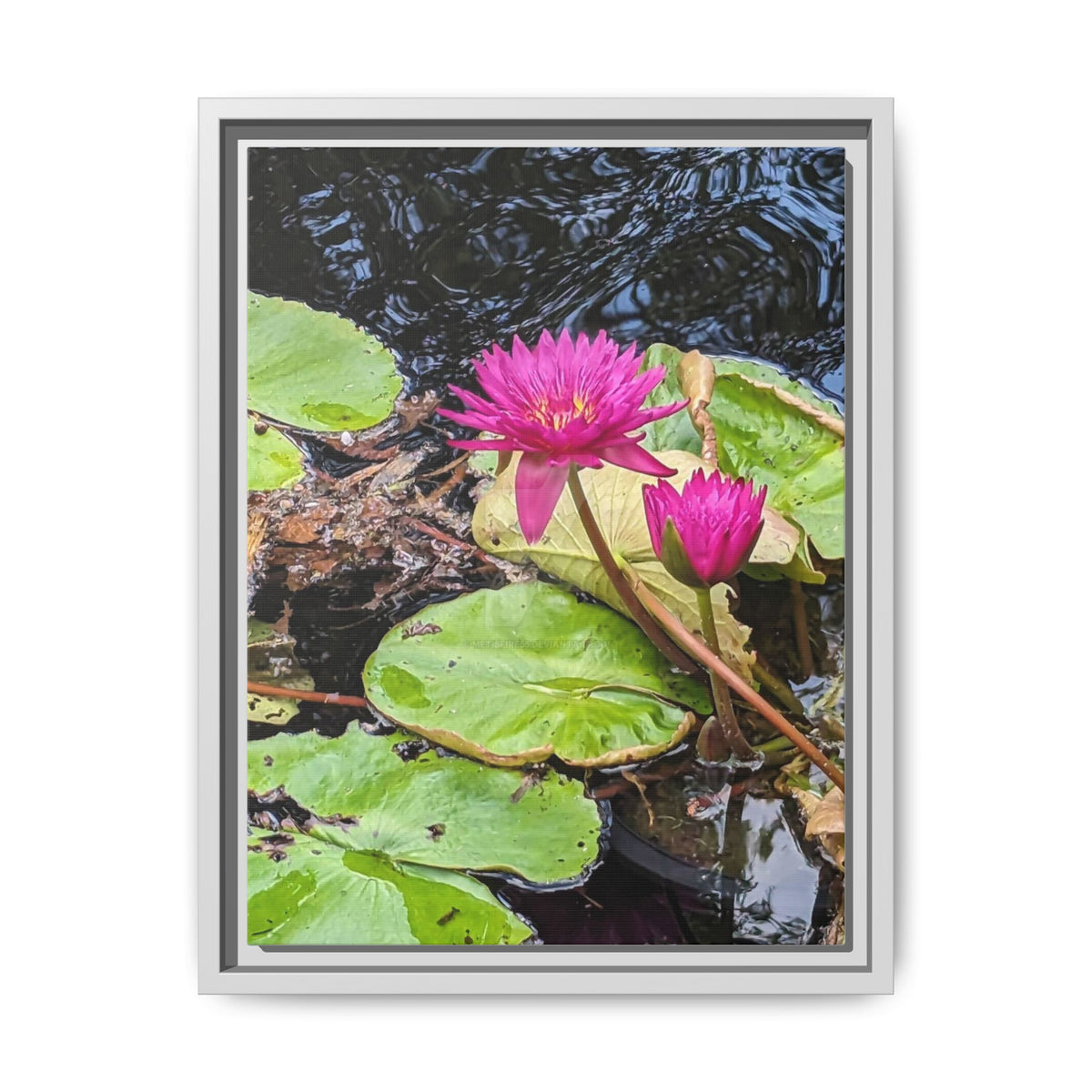Pink Water Lily Matte Canvas Print (Framed)