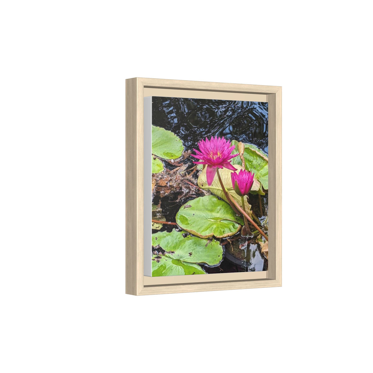 Pink Water Lily Matte Canvas Print (Framed)