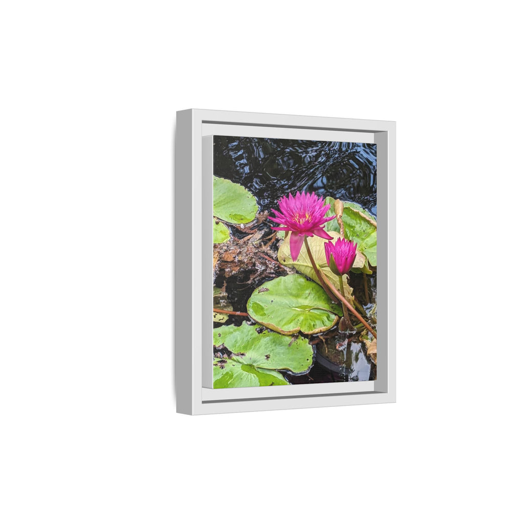 Pink Water Lily Matte Canvas Print (Framed)