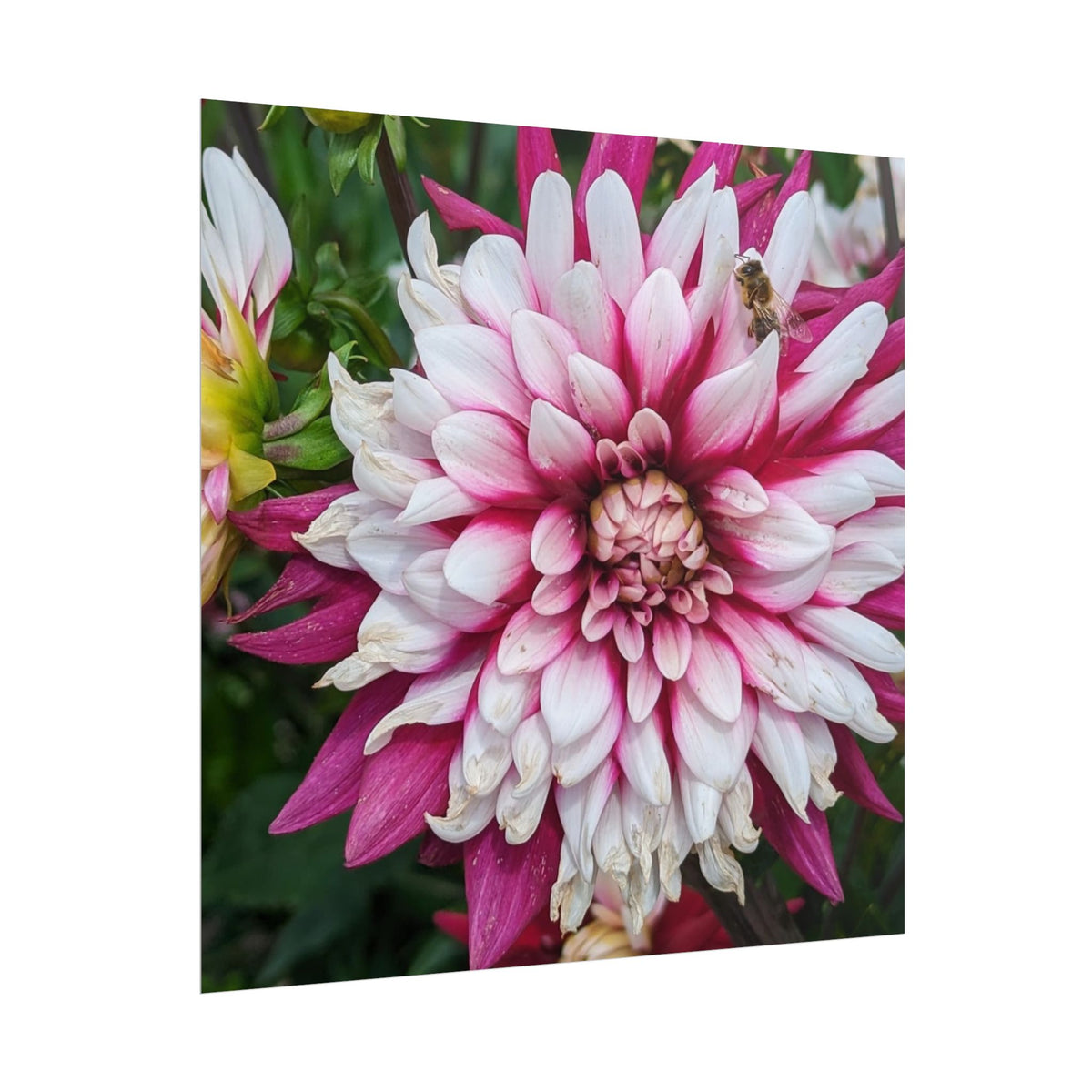 Dahlia Botanical Rolled Poster — Pink & White Floral Wall Art