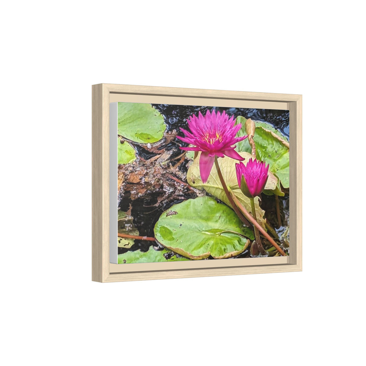 Pink Water Lily Matte Canvas Print (Framed)