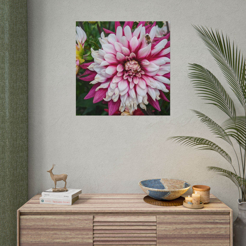 Dahlia Botanical Rolled Poster — Pink & White Floral Wall Art