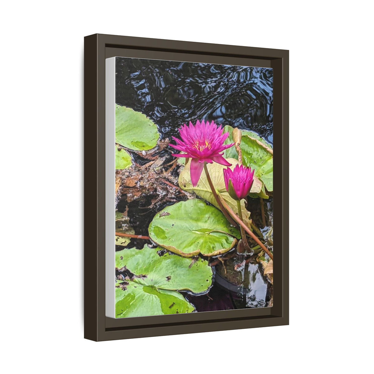 Pink Water Lily Matte Canvas Print (Framed)