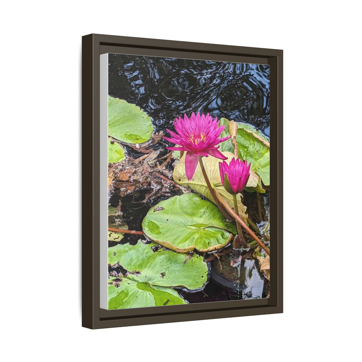 Pink Water Lily Matte Canvas Print (Framed)