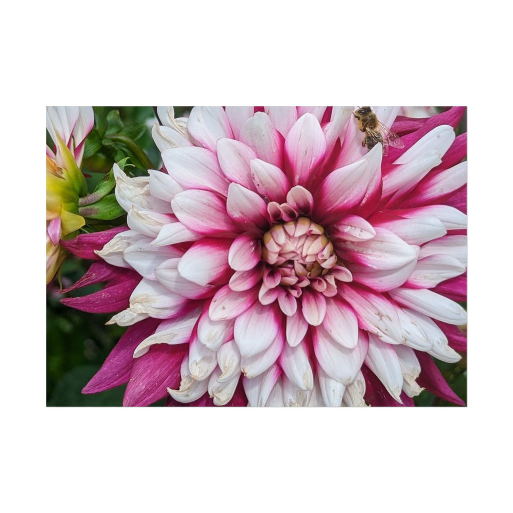 Dahlia Botanical Rolled Poster — Pink & White Floral Wall Art