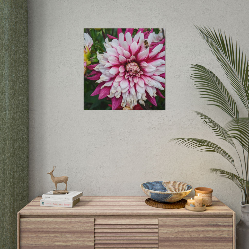 Dahlia Botanical Rolled Poster — Pink & White Floral Wall Art