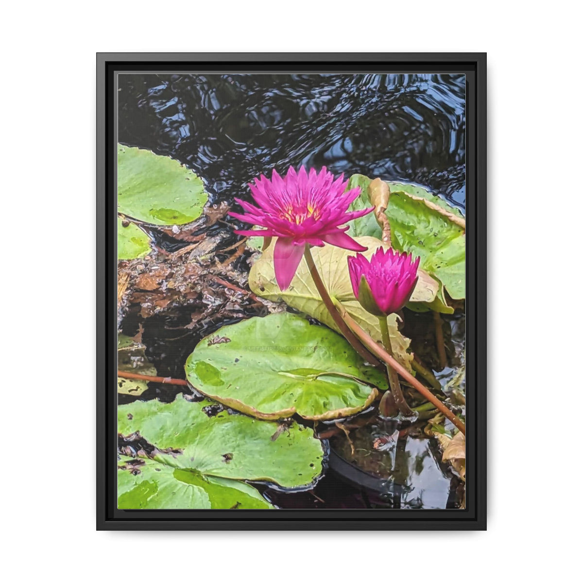 Pink Water Lily Matte Canvas Print (Framed)
