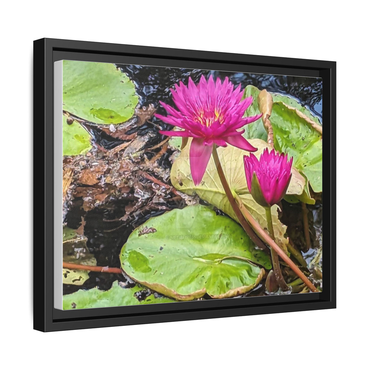 Pink Water Lily Matte Canvas Print (Framed)
