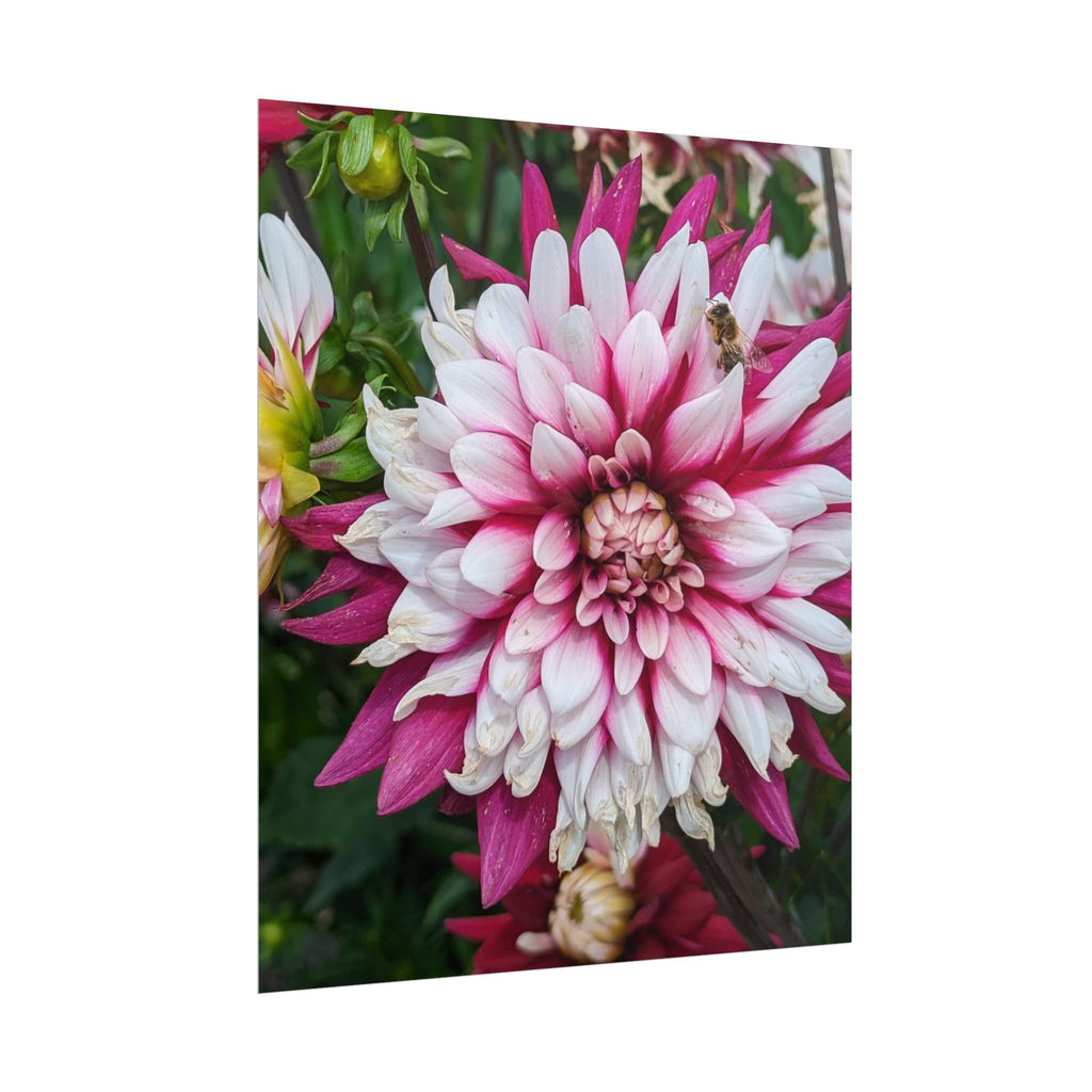 Dahlia Botanical Rolled Poster — Pink & White Floral Wall Art