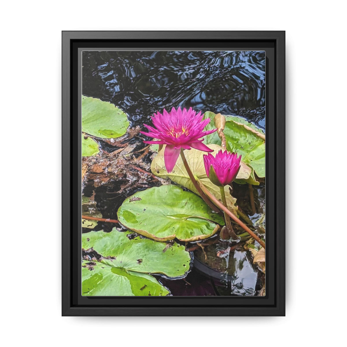 Pink Water Lily Matte Canvas Print (Framed)