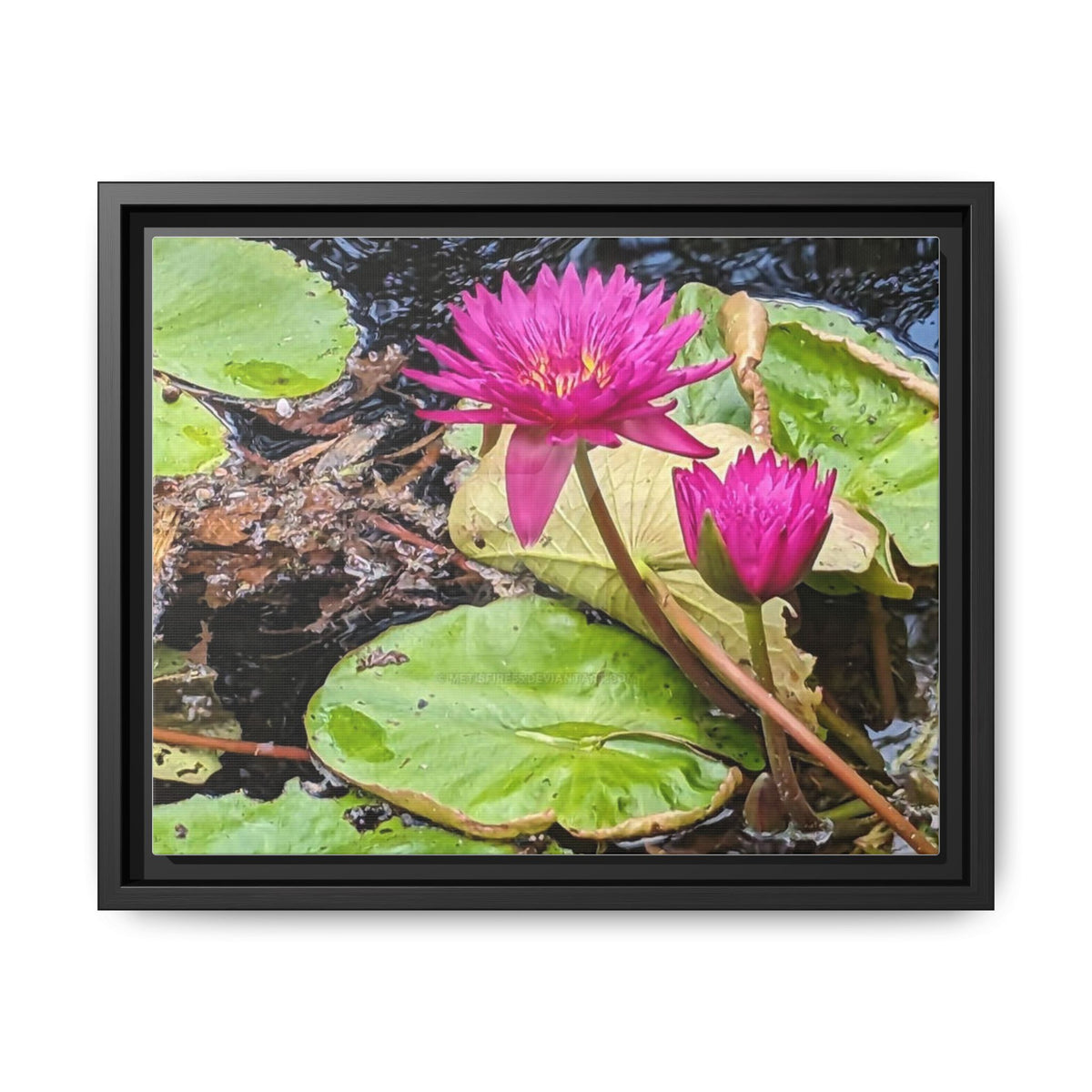 Pink Water Lily Matte Canvas Print (Framed)