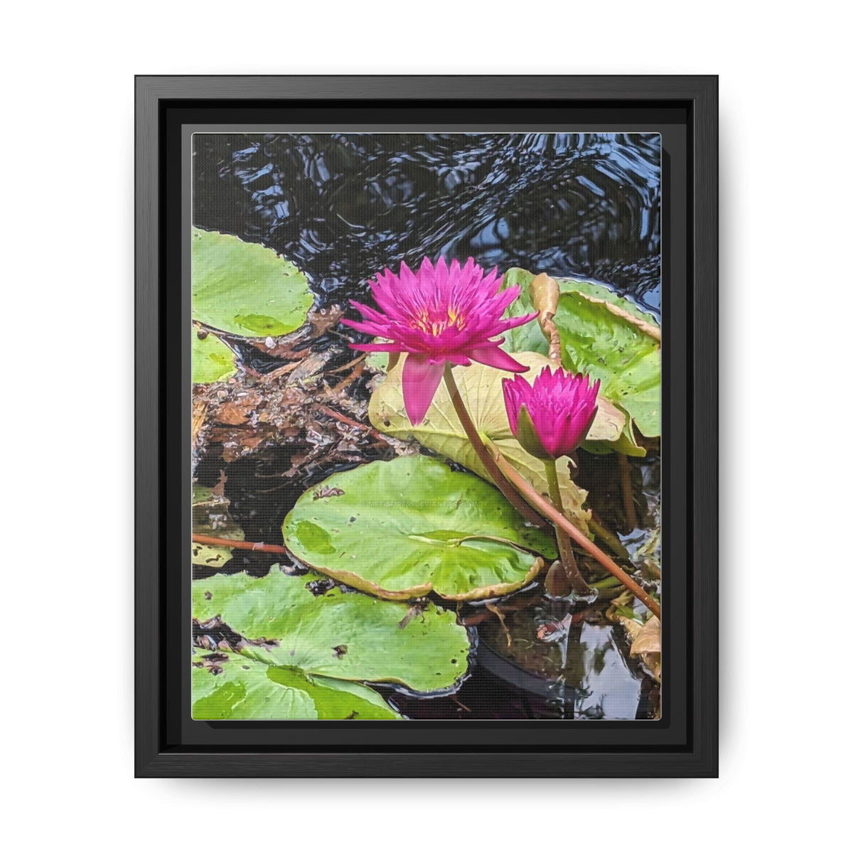 Pink Water Lily Matte Canvas Print (Framed)