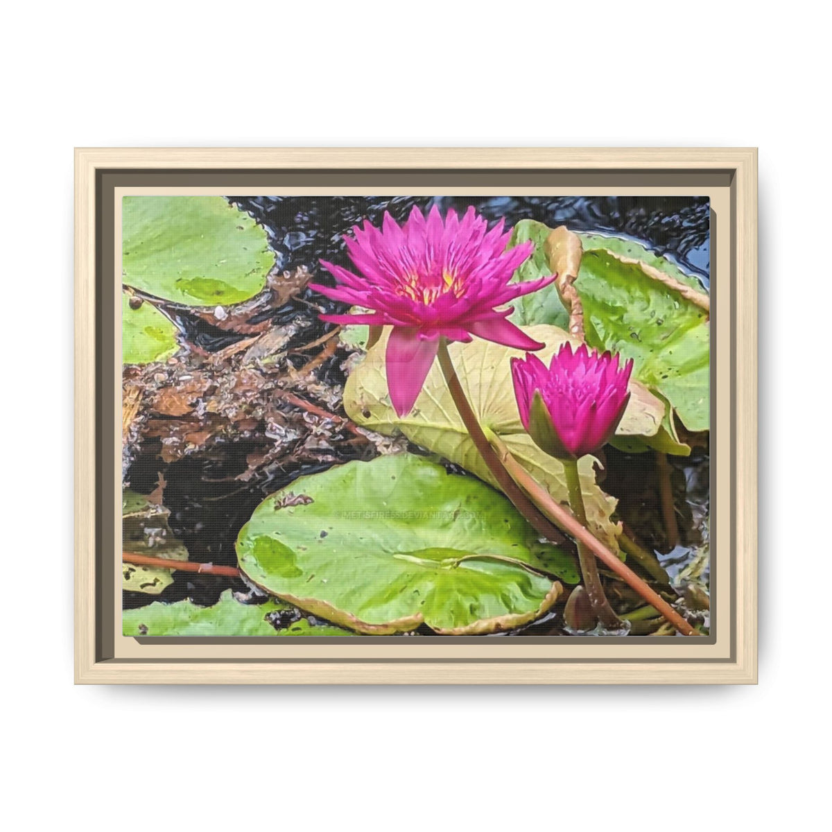 Pink Water Lily Matte Canvas Print (Framed)